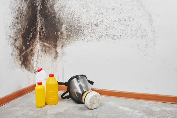 Best Kitchen Mold Remediation in Mercer Island, WA