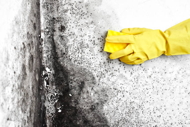 Best Mold Remediation for Schools in Mercer Island, WA