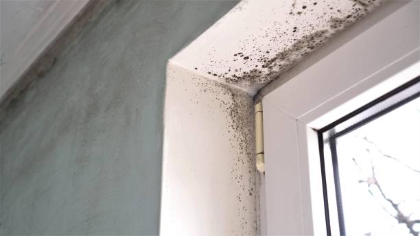 Best Commercial Mold Remediation in Mercer Island, WA