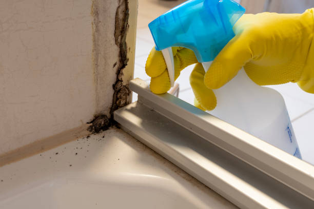 Best Commercial Mold Remediation in Mercer Island, WA