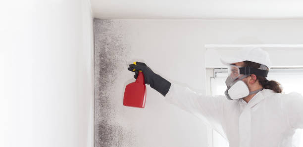 Professional Mold Remediation in Mercer Island, WA
