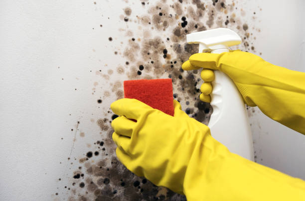 Best Health and Safety Mold Remediation in Mercer Island, WA