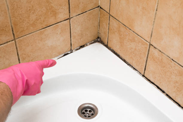 Best Emergency Mold Remediation in Mercer Island, WA